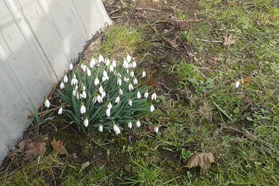 Zavítala k nám už jar? V Humennom sa objavili parádne snežienky