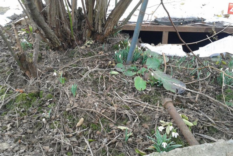 V Banskej Bystrici vykvitli prvé jarné kvietky