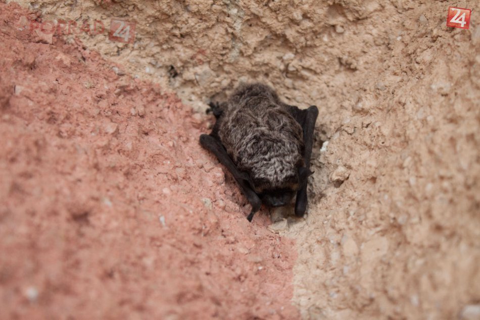 Usadil sa u vás netopier? Nerobte paniku, len ho nechytajte holou rukou