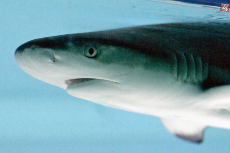 Potápači a žraloky