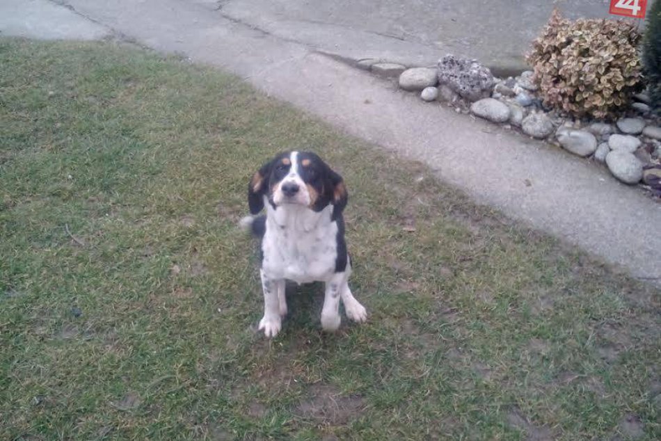 Psíkovia na adopciu, dočasnú opateru
