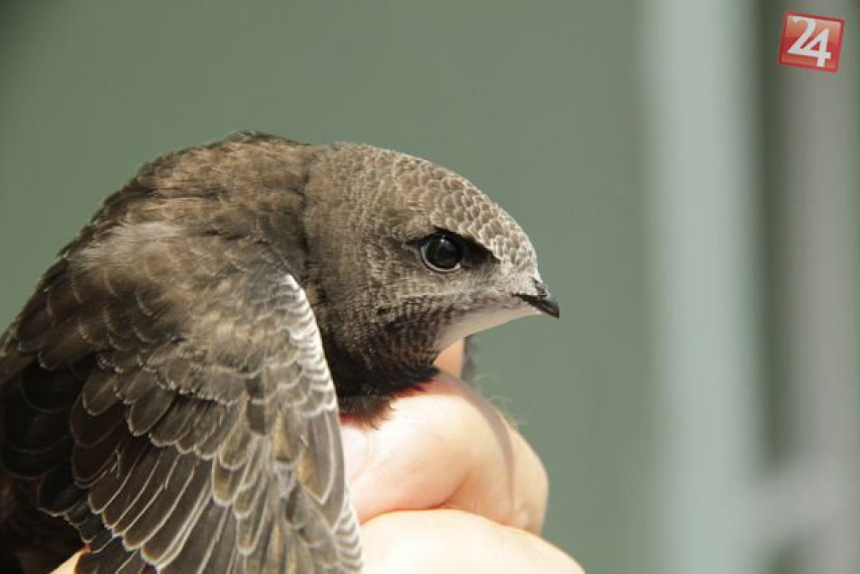 Projekt Ochrana dážďovníka obyčajného a netopierov v budovách na Slovensku