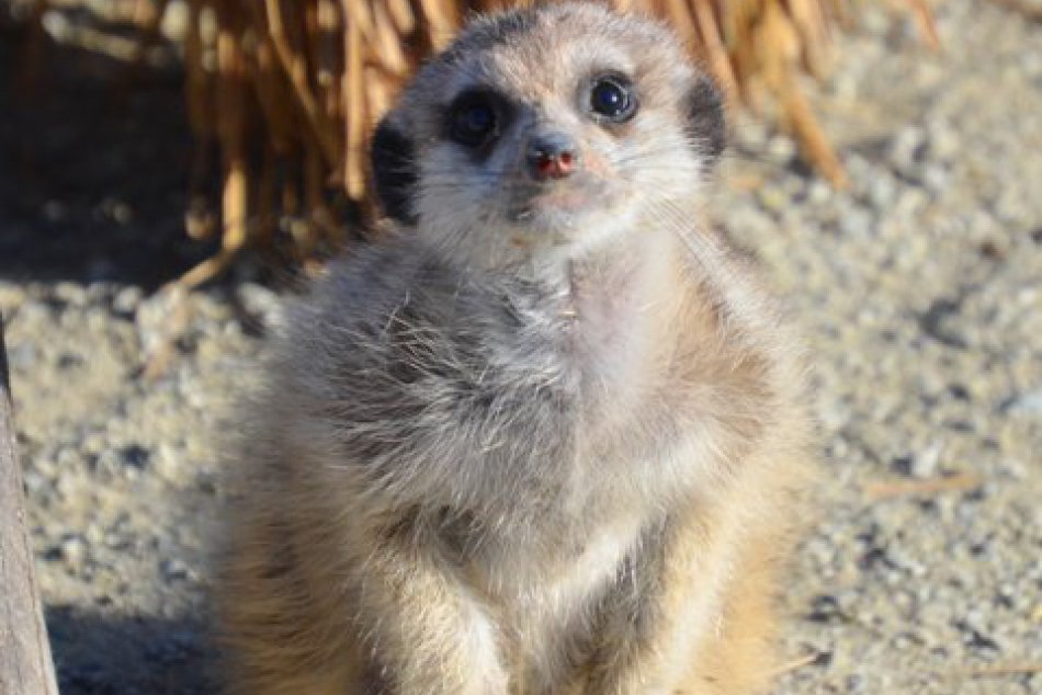 V košickej zoo pribudli nové mláďatká