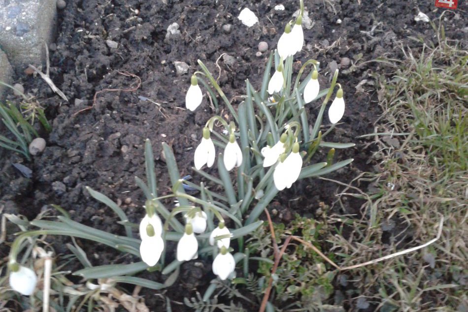 Prvé znaky jari v Brezne obrazom