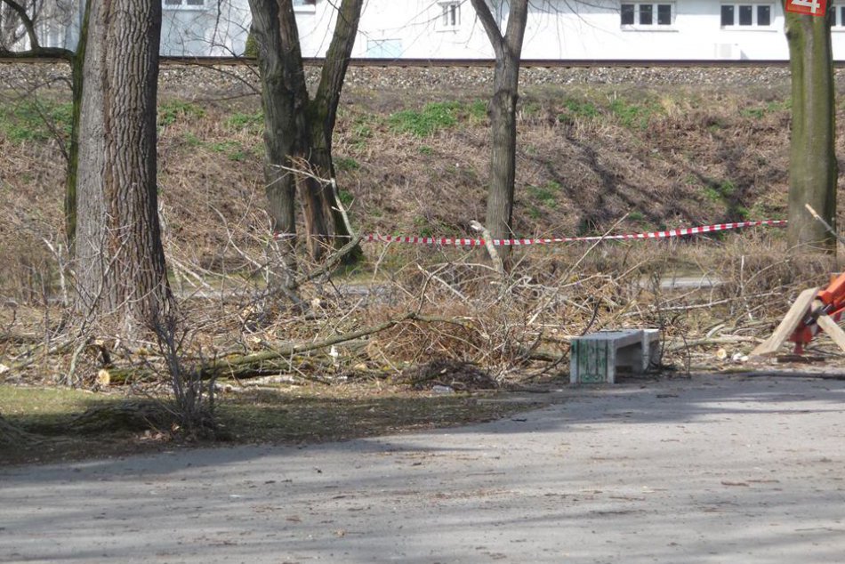 Opilovanie stromov v parku