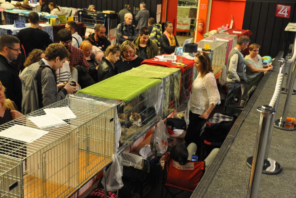 Výstava mačiek v Ružinove