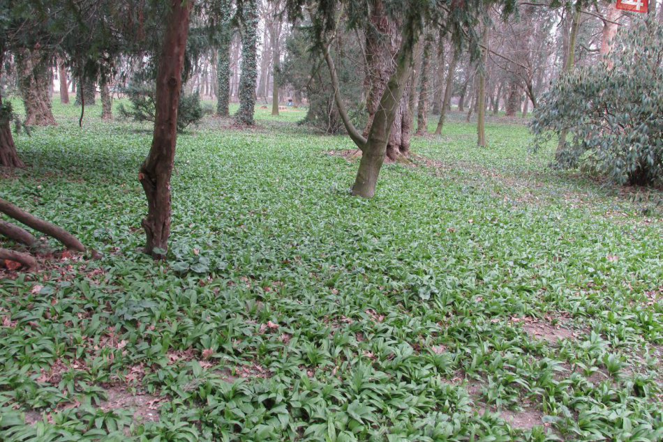 Park v Novej Vsi nad Žitavou je na medvedí cesnak veľmi bohatý