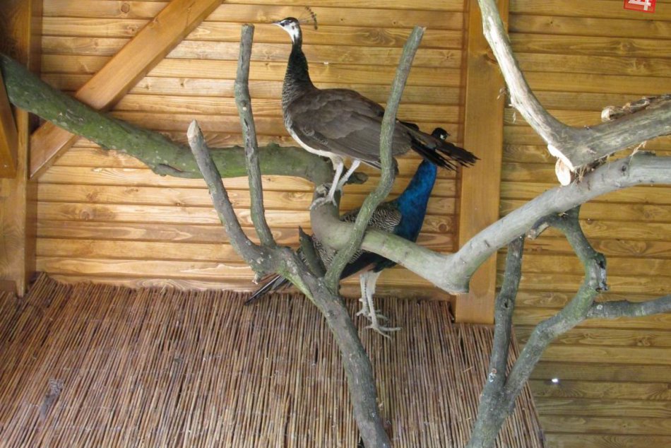 Topoľčianske pávy sú ozdobou parku