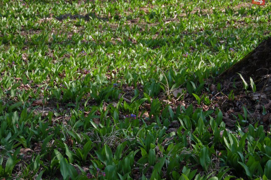 Medvediemu cesnaku sa v neďalekom Strážskom darí priamo v parku
