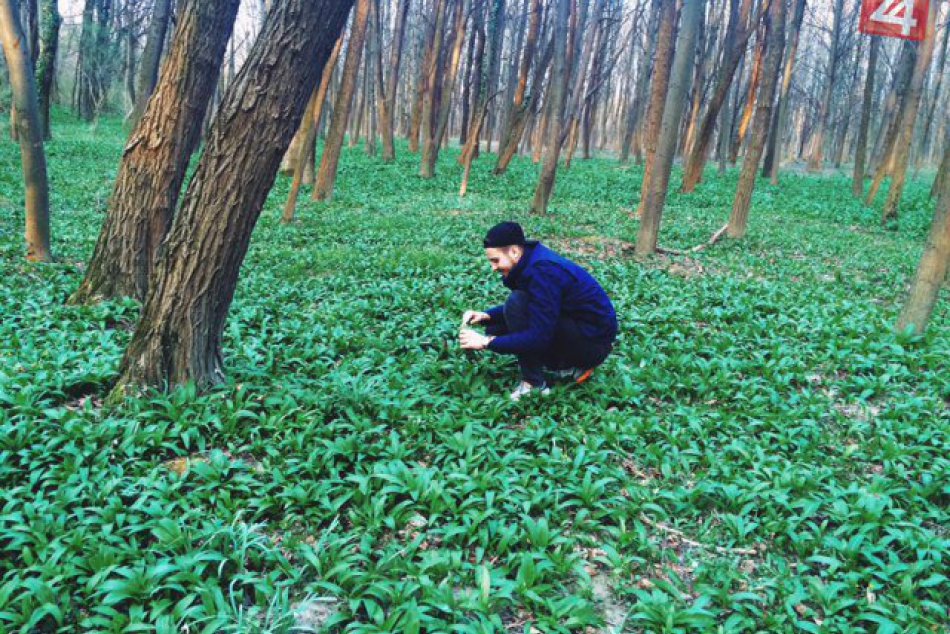 Medvedí cesnak v Petržalke