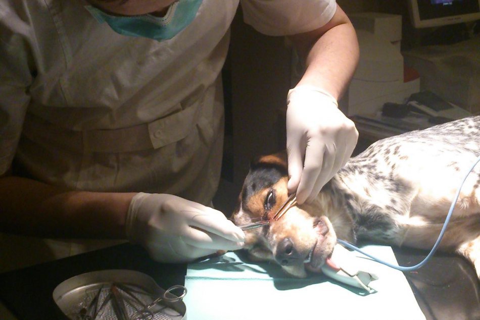 Veterinárna klinika v Ružomberku