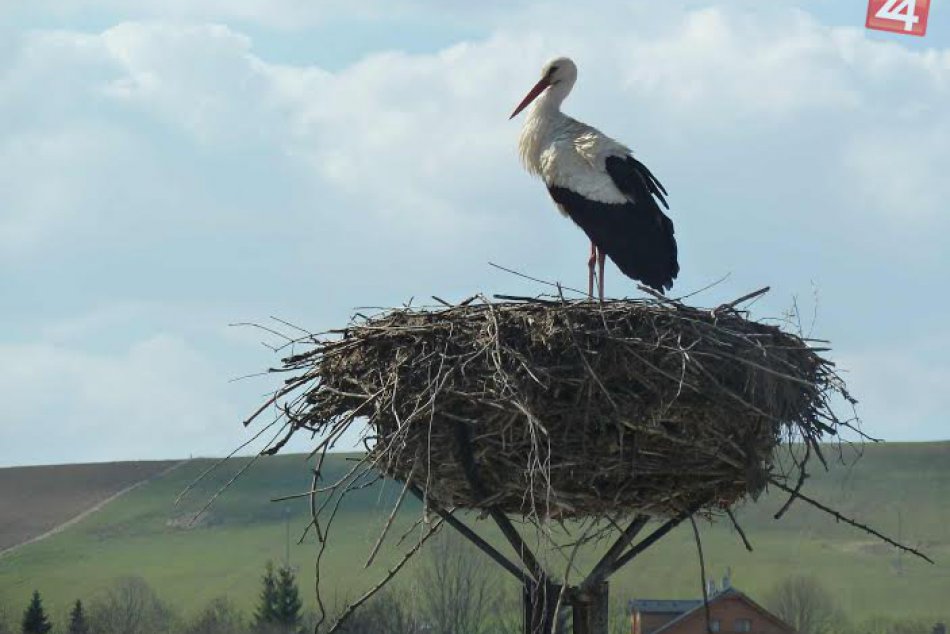 Bociany sa vrátili do Liptova