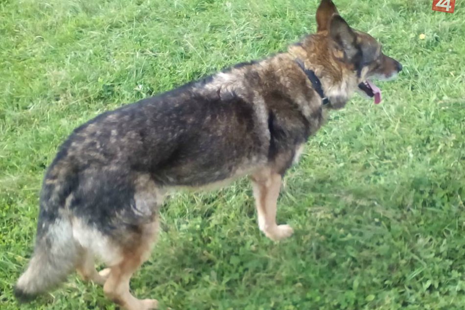 Zúfalí majitelia hľadajú tohto psíka: Nevideli ste ho niekde?