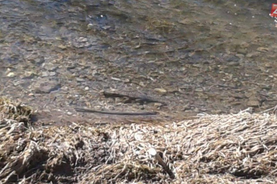 Dokonalá replika, alebo zamrznutý krokodíl?