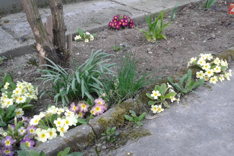 FOTO: Do Bystrice dorazila nefalšovaná jar