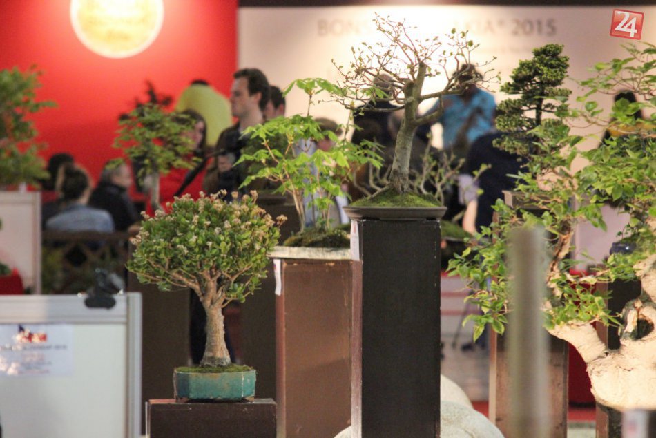 Nádych východnej kultúry na Agrokomplexe