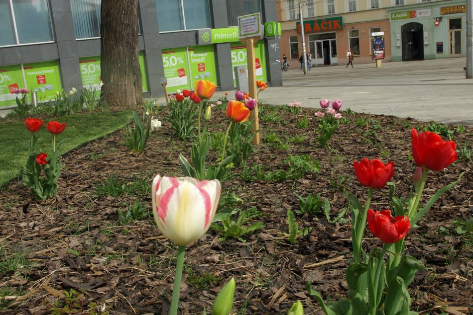 Kvetinová výsadba v Bratislave