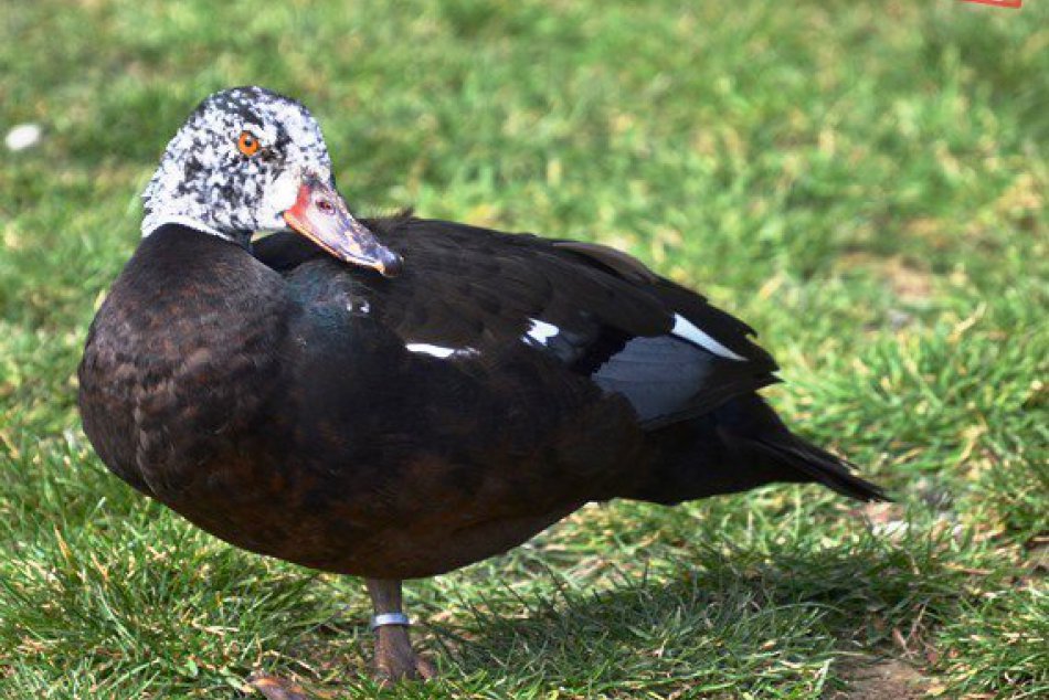 FOTO: V košickej zoo pribudol vzácny druh pižmoviek