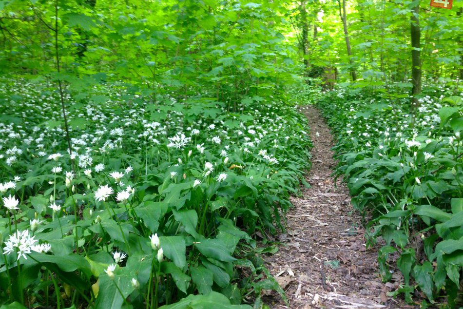 Keď v Horskom parku kvitne medvedí cesnak