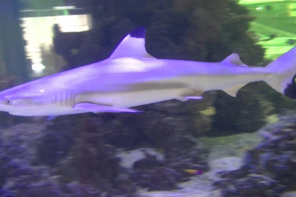 Tiperi, žraloci, rozhodli o výsledku zápasu Slovensko - Dánsko