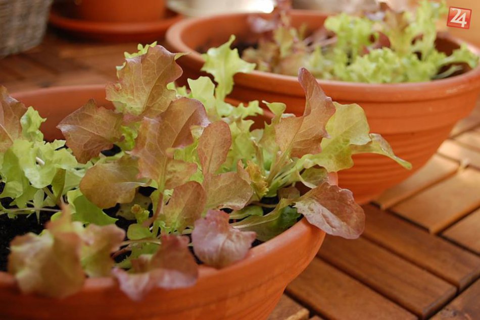 Mestské pestovanie: Michala Hrnčiarová