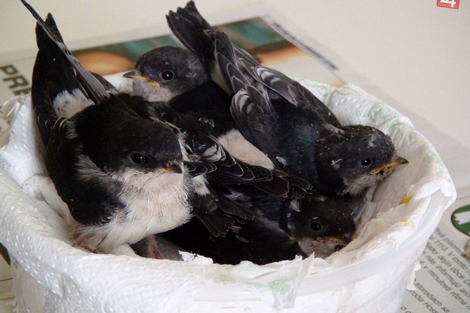 Zaujímavý deň na Fatranskej: Deti si užili prednášku dokumentaristu Stanislava K