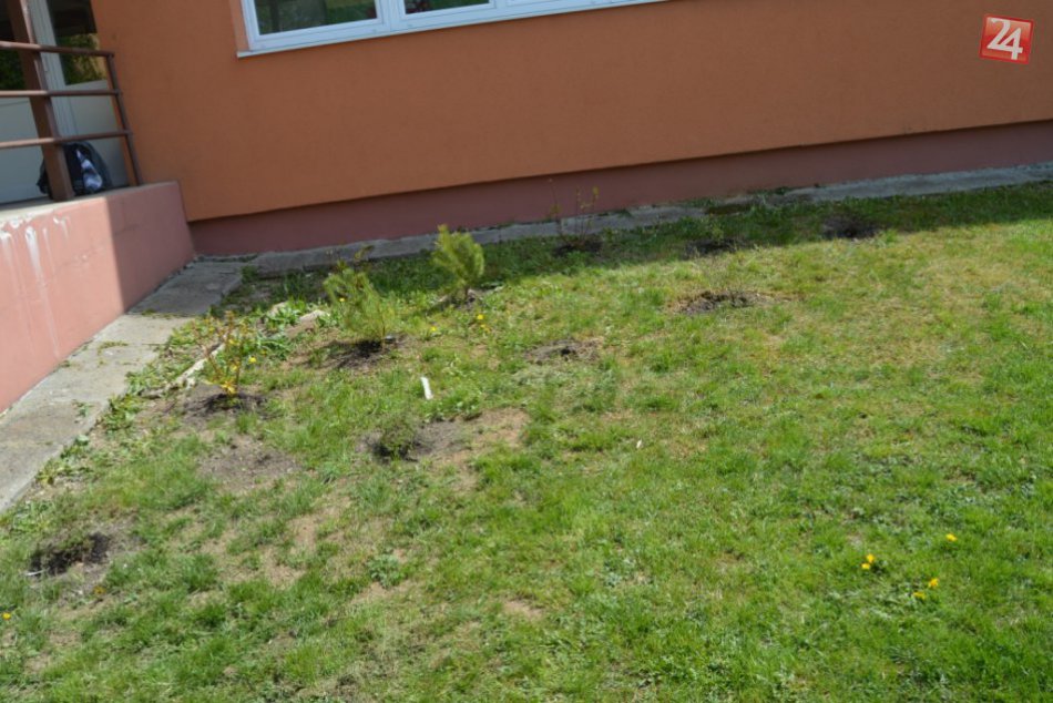 Zlodej ukradol okrasné stromčeky.