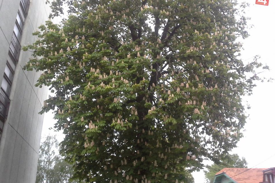 FOTO: Ulica doslova kvitnúca krásou: Aj takto vyzerá jar v Hlohovci