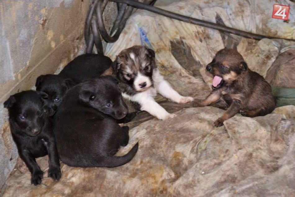 V rómskej osade s foťákom: V takýchto podmienkach žijú zvieratá