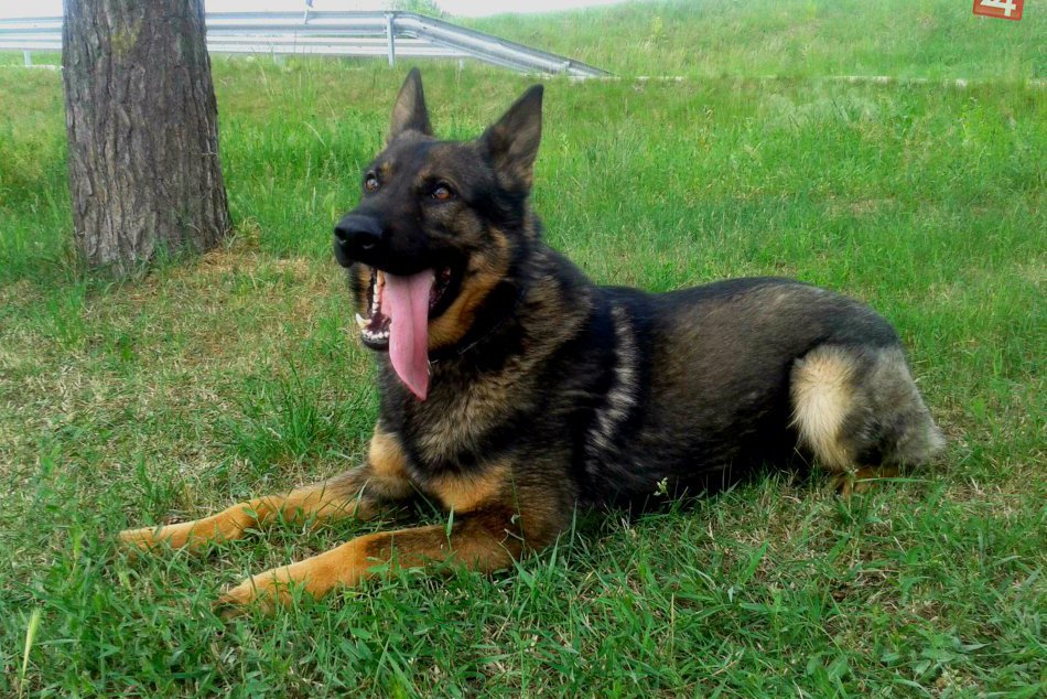 FOTO: Tieto psíky majú zvláštne poslanie!