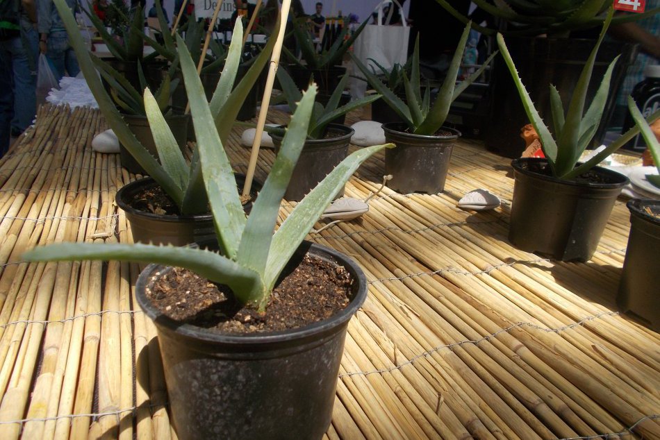 aloe vera na trhu v Starej tržnici