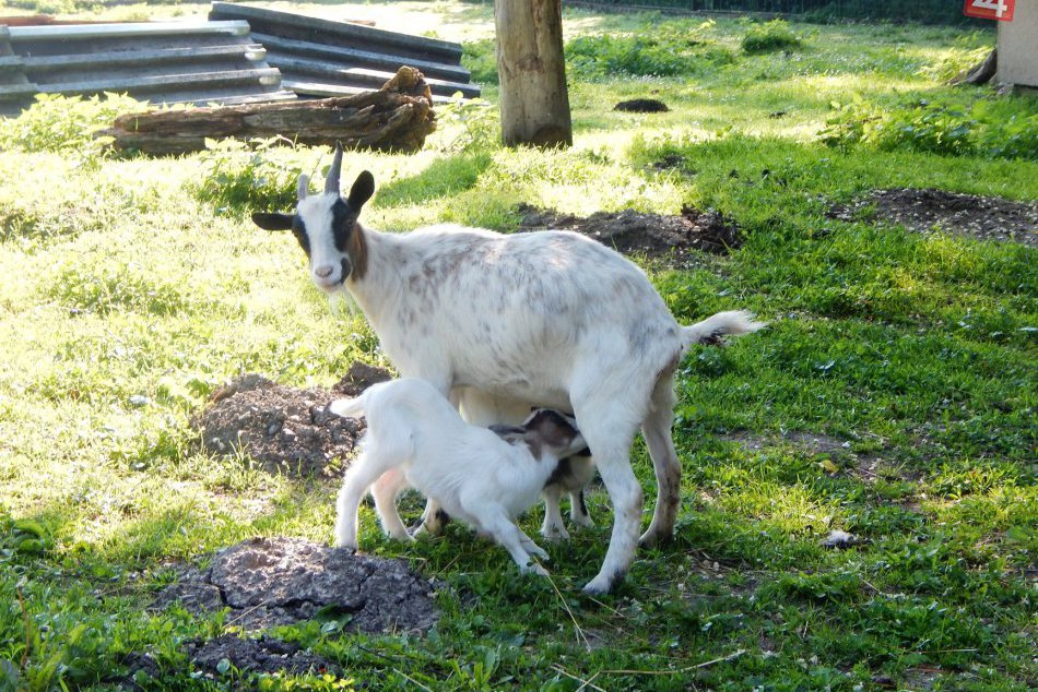 Bežný deň obyvateľov minizoo: Najprv naplniť brušká, potom spokojne odfukovať