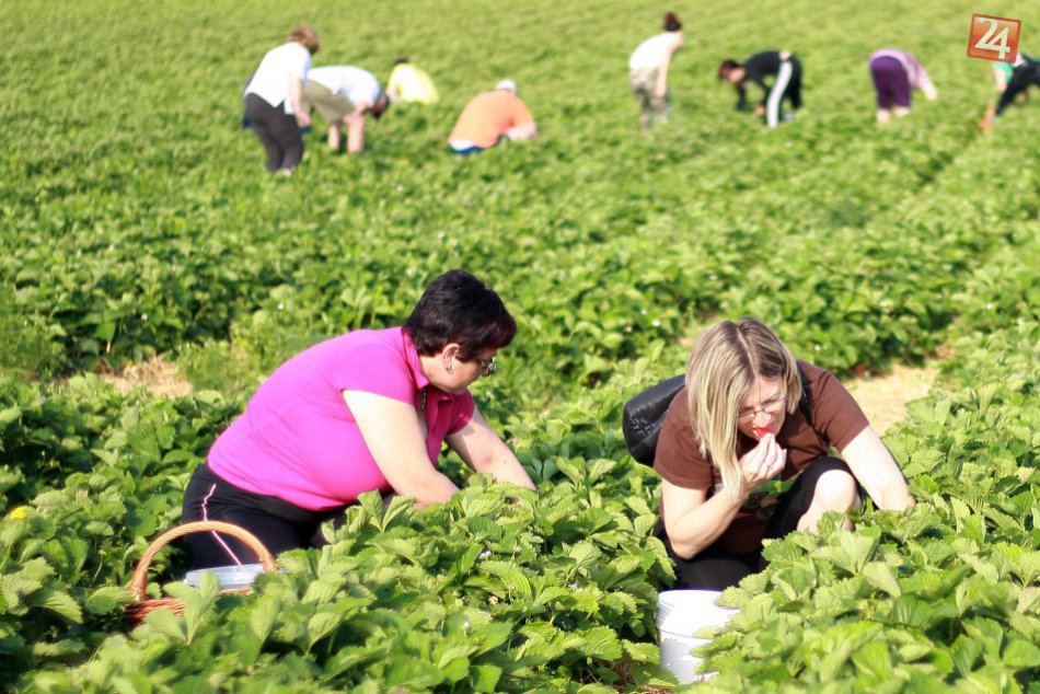 Samozber jahôd pri Trnave