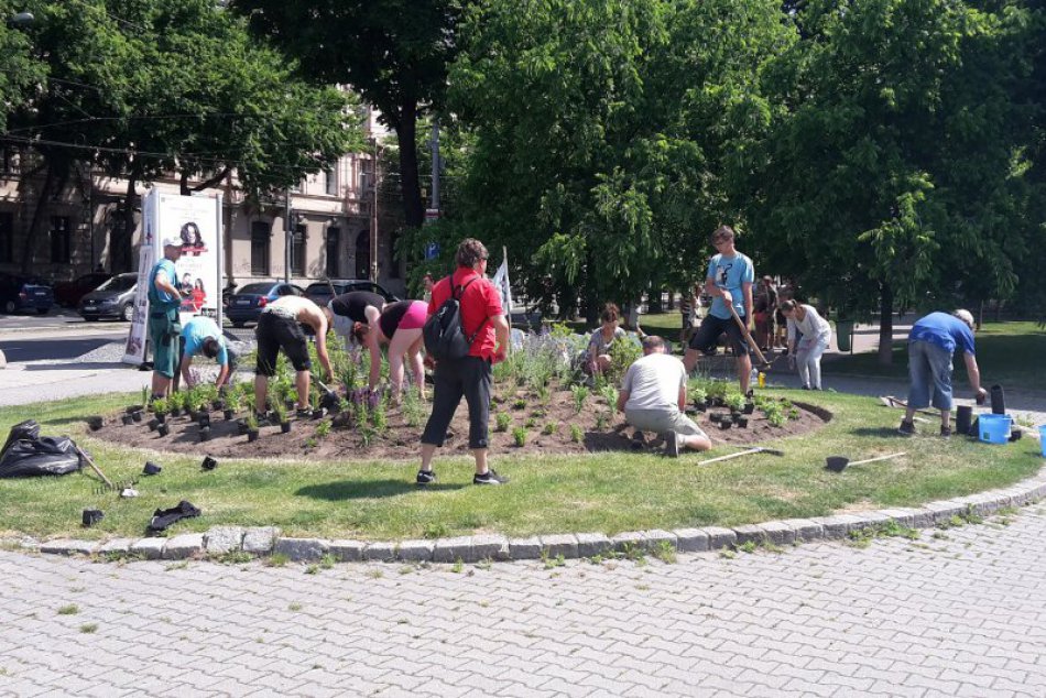 Výsadba trvaliek na Vajanského nábreží