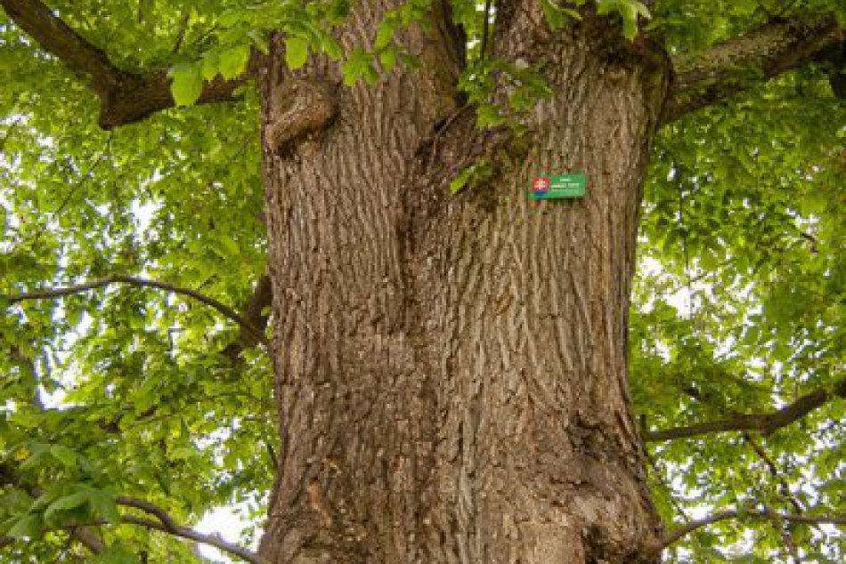 O titul Strom roka 2015 sa uchádza aj brest z Bešeňovej