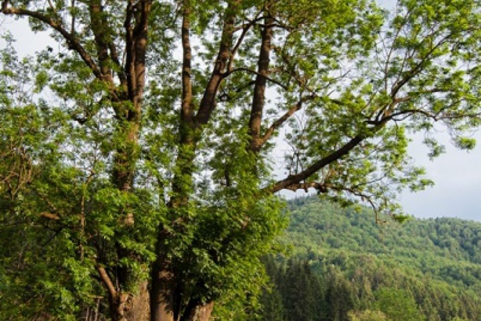 O titul Strom roka zabojuje aj tento krásavec z nášho regiónu