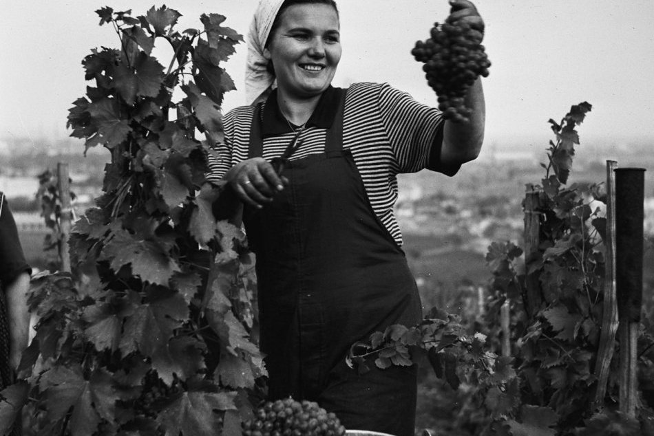 Archívne snímky: Vinobranie