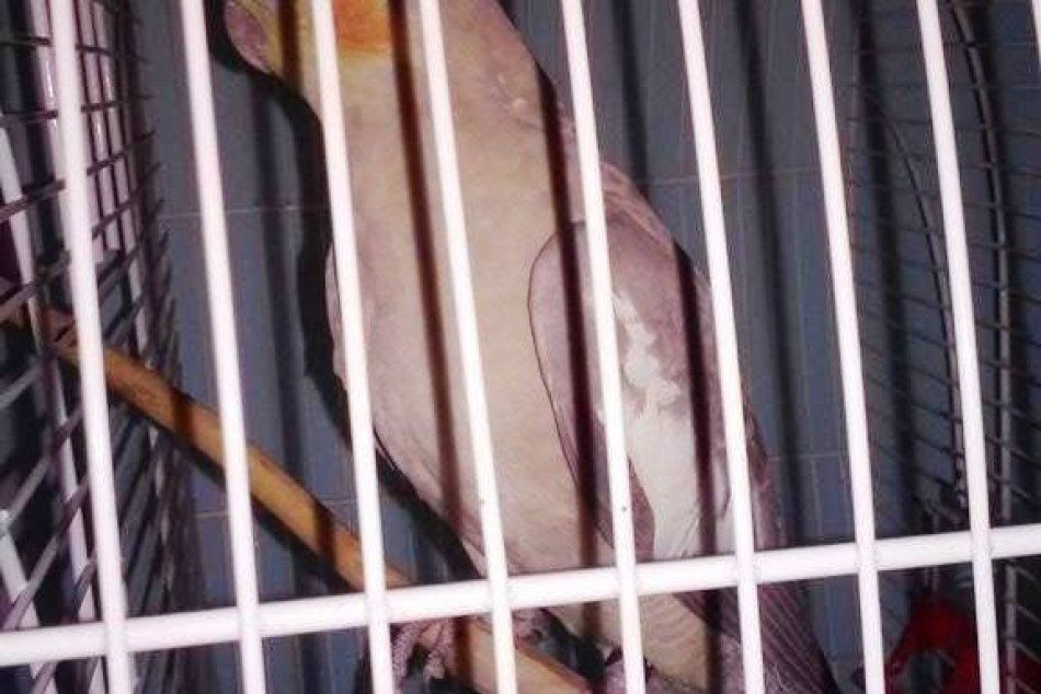 Stretený domáci miláčik poletoval po Žiari niekoľko dní