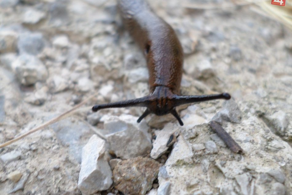 V meste páli horúčava, na Šibeničnom vrchu vás čaká príjemný vánok