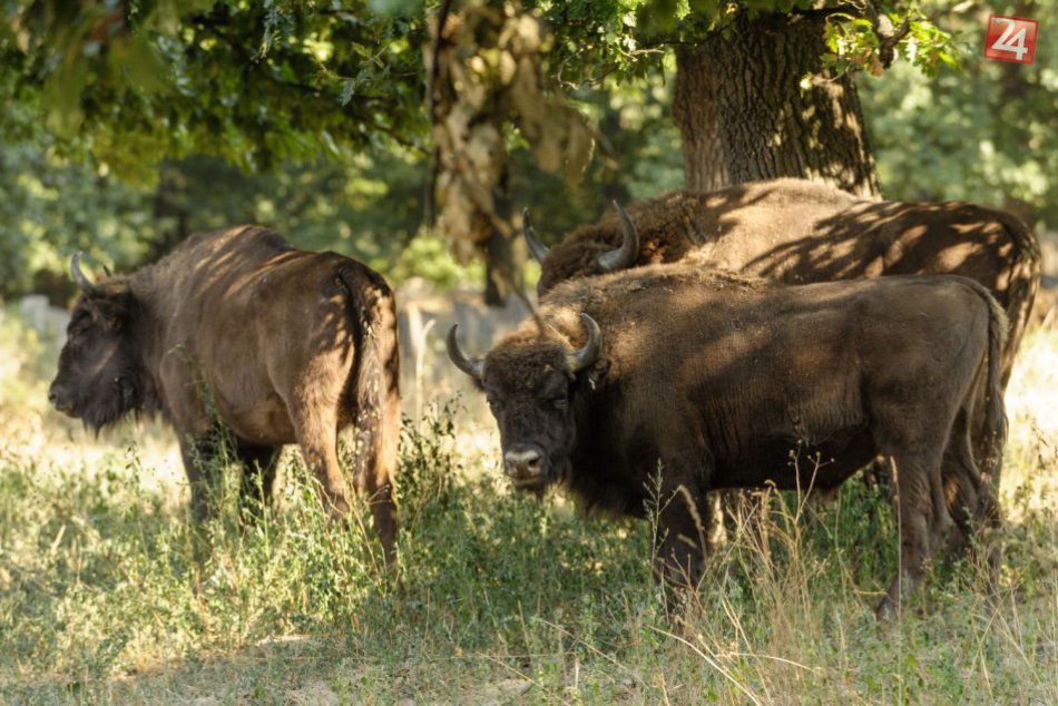 Vysoké teploty trápia aj zvieratá: Takto si počas horúčav žijú zubry z Loviec