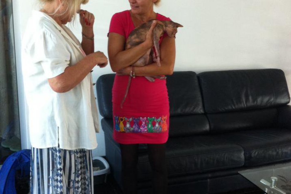 Mačací deň dopadol nad očakávania, niektorí útulkáči dokonca našli nový domov