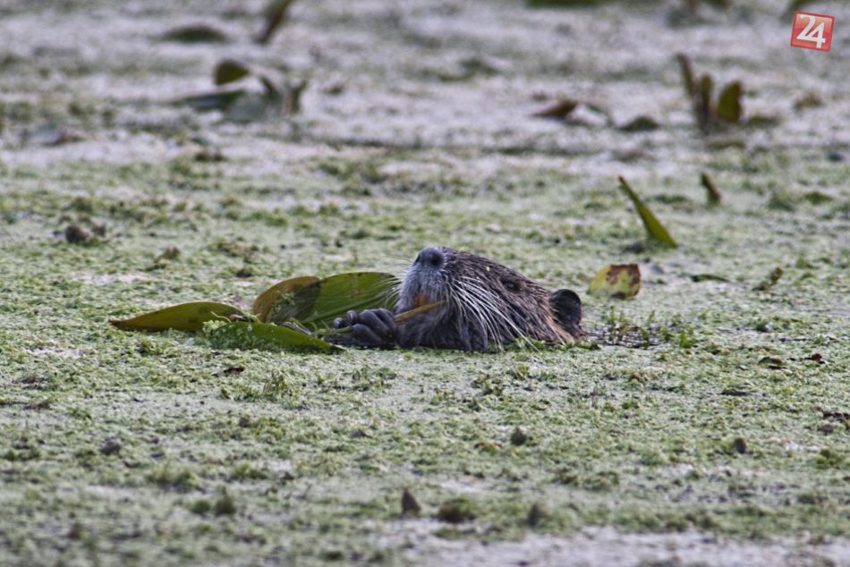Nutria na Čiernej vode