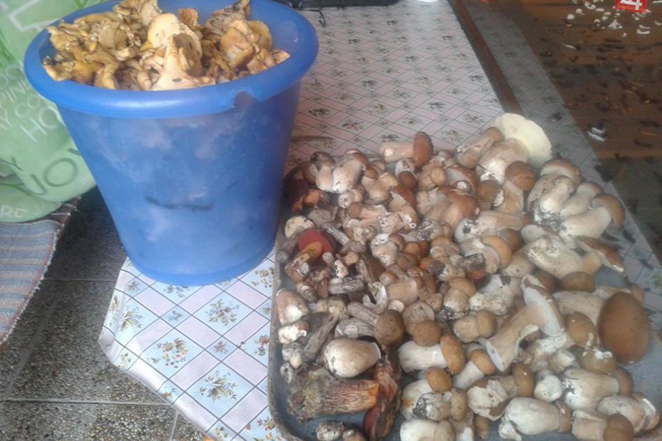 FOTO: Úlovky bystrickej hubárky