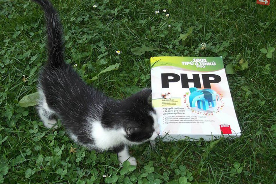 FOTO: Mačiatko, ktoré vás dostane svojimi schopnosťami