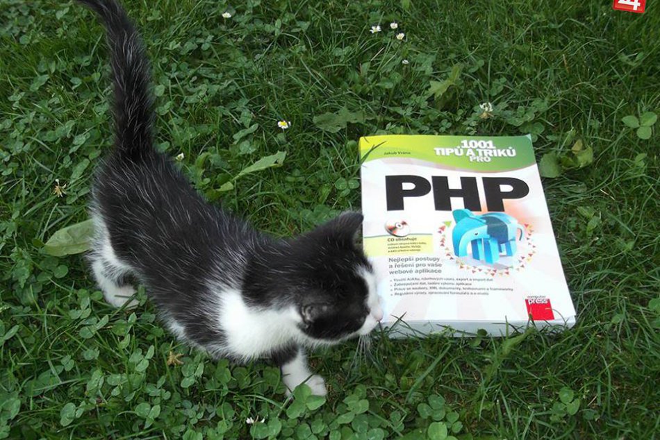 FOTO: Mačiatko, ktoré vás dostane svojimi schopnosťami