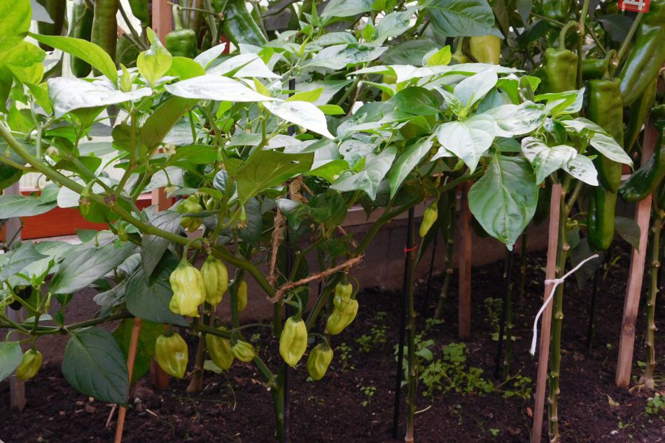 Úroda zo záhrady dlhoročného pestovateľa z Markušoviec