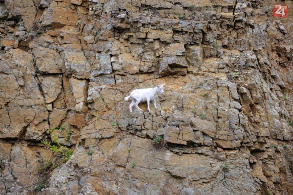 Jaroslav chcel kozliatko chytiť, to však zmizlo v skalnatom teréne