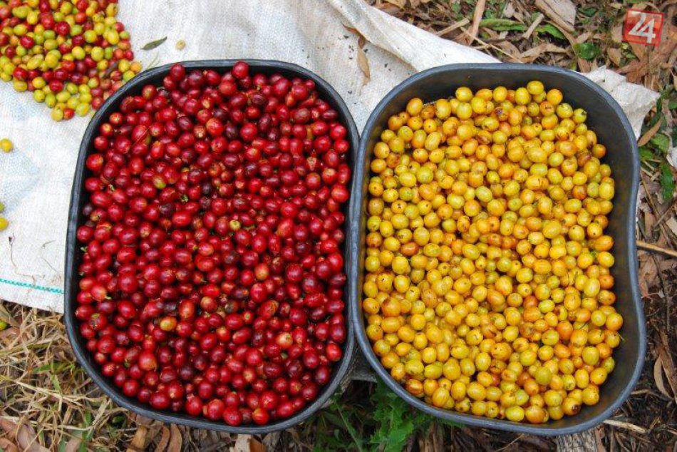 Tip na podujatie: Poďte von a ochutnajte Dobrú kávu