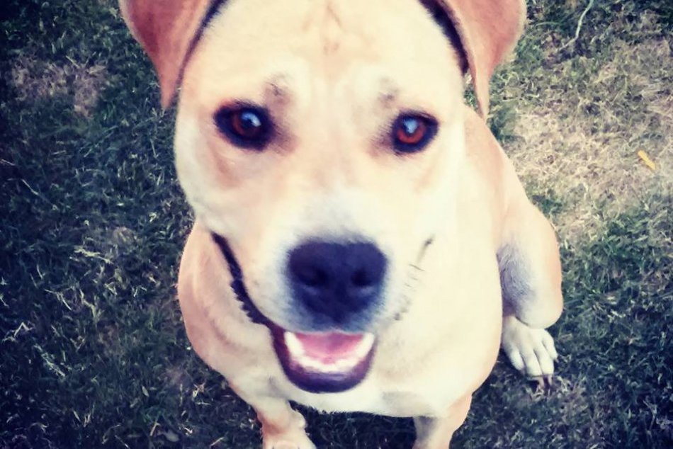 Majiteľka prítulnej fenky zúfalo prosí o pomoc: Lara v noci zmizla z dvora v Sol