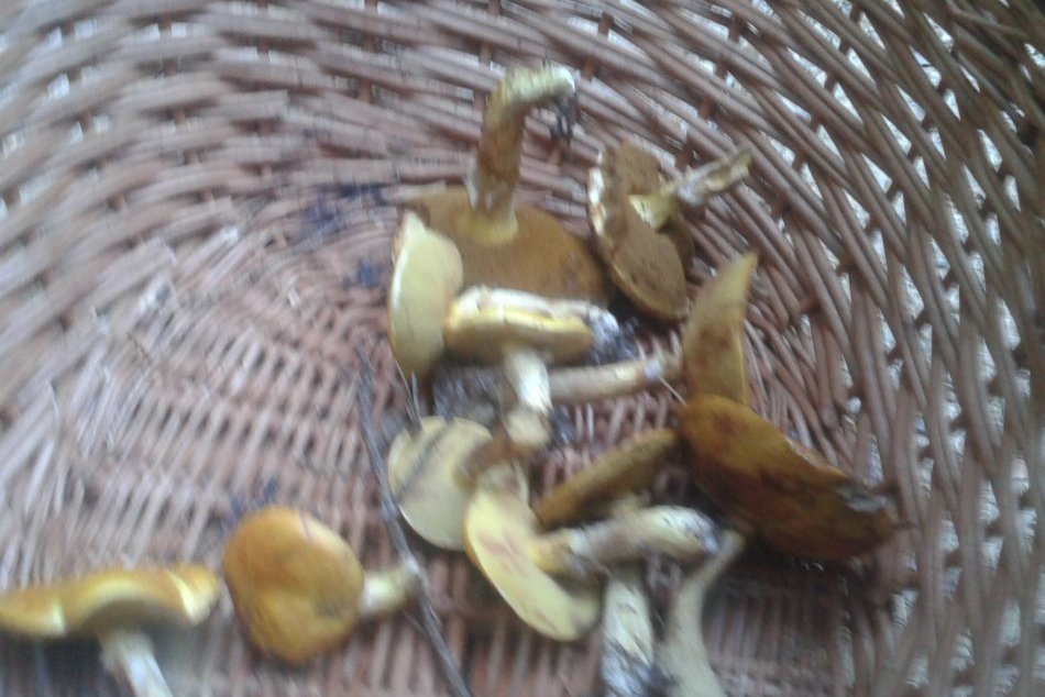 Hubačka sa zdala márna, potom však narazili na toto!